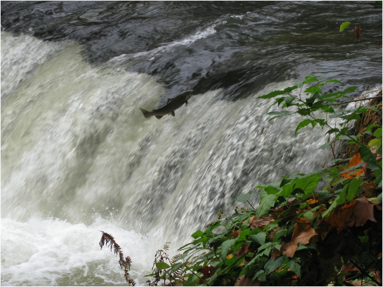 Fish jumping, Siletz